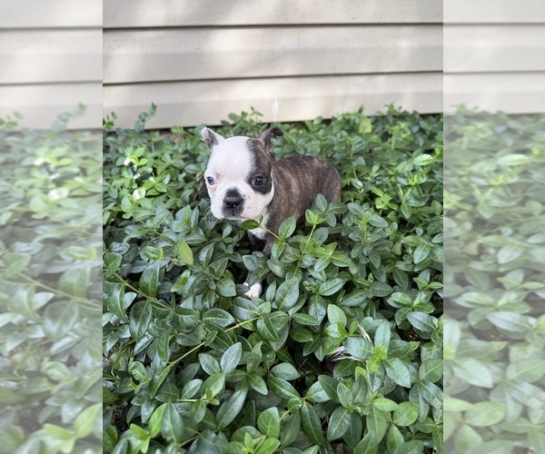 Medium Photo #6 Boston Terrier Puppy For Sale in FREDONIA, KS, USA