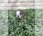 Small #5 Boston Terrier