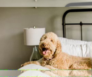 Father of the Goldendoodle puppies born on 04/23/2025