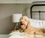 Small Photo #1 Goldendoodle Puppy For Sale in CANTON, TX, USA