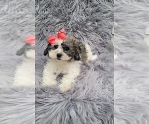 ShihPoo Puppy for sale in INDIANAPOLIS, IN, USA