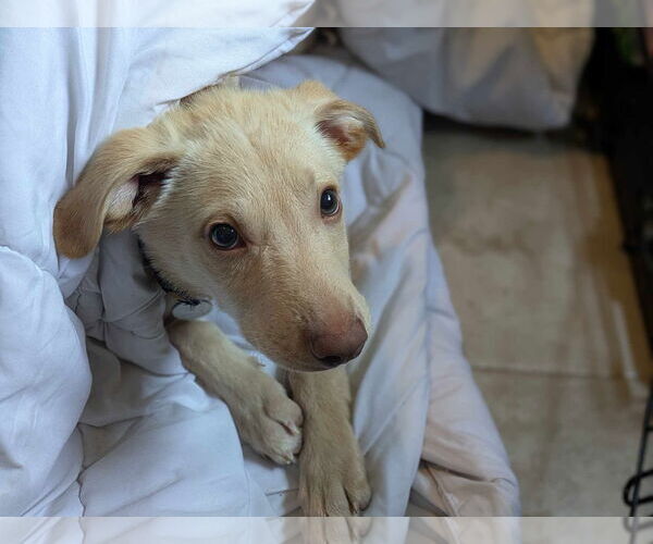 Medium Photo #3 Labrador Retriever-Unknown Mix Puppy For Sale in Coralville, IA, USA