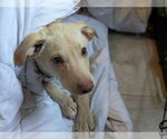 Small #2 Labrador Retriever Mix