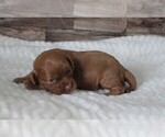 Small #1 Cavapoo (Miniature)