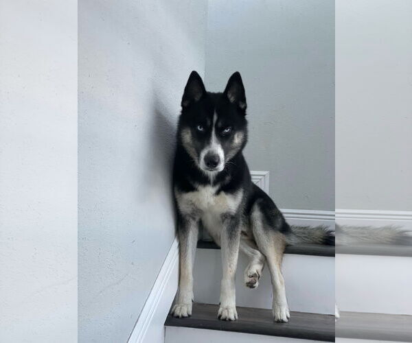 Medium Photo #3 Siberian Husky Puppy For Sale in Miami, FL, USA