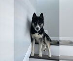 Small #2 Siberian Husky