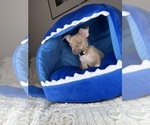 Small #4 Chihuahua