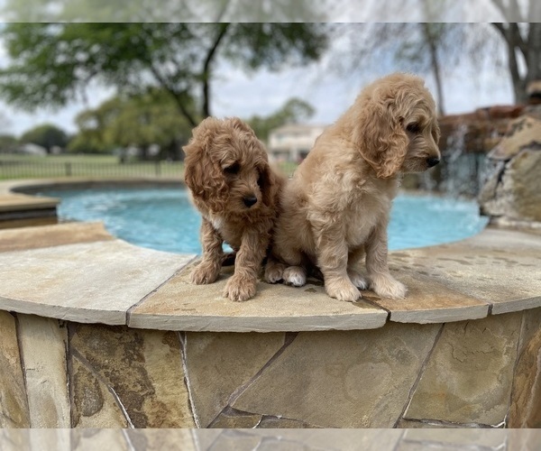 Medium Photo #2 Goldendoodle Puppy For Sale in SUGAR LAND, TX, USA