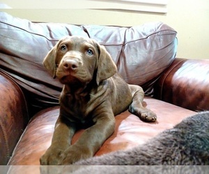 Chesador Puppy for sale in BEAVERTON, OR, USA