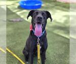 Small #1 Labrador Retriever Mix