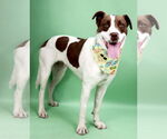 Small #1 English Foxhound-Labrador Retriever Mix