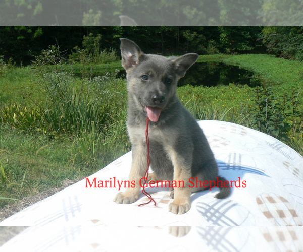 Medium Photo #6 German Shepherd Dog Puppy For Sale in PIEDMONT, MO, USA