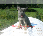 Small #5 German Shepherd Dog