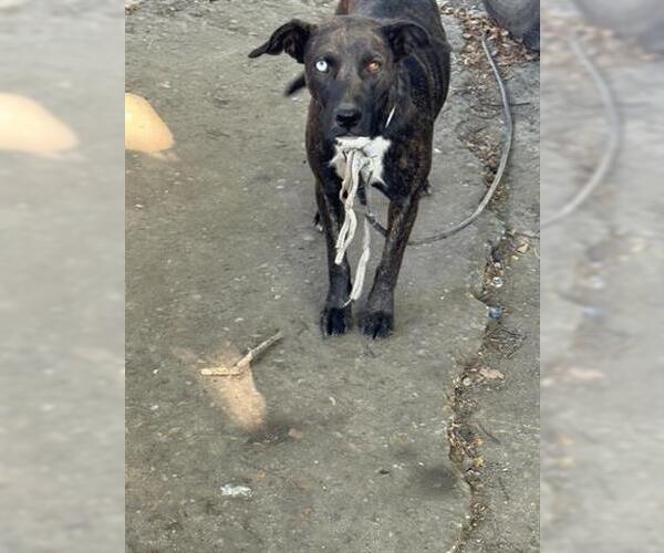 Medium Photo #1 American Pit Bull Terrier-Unknown Mix Puppy For Sale in Houston, TX, USA