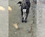Small American Pit Bull Terrier Mix