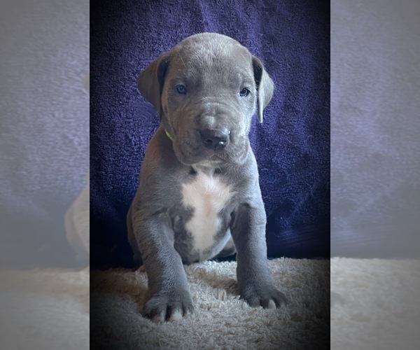 Medium Photo #5 Great Dane Puppy For Sale in SALEM, NJ, USA