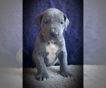 Small Photo #5 Great Dane Puppy For Sale in SALEM, NJ, USA