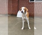 Small Photo #9 English Foxhound-Unknown Mix Puppy For Sale in Raleigh, NC, USA