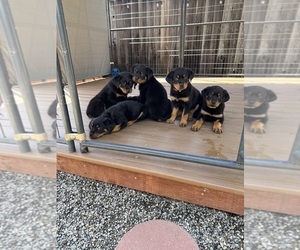 Rottweiler Litter for sale in SAN JOSE, CA, USA
