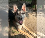 Small #1 Siberian Husky Mix