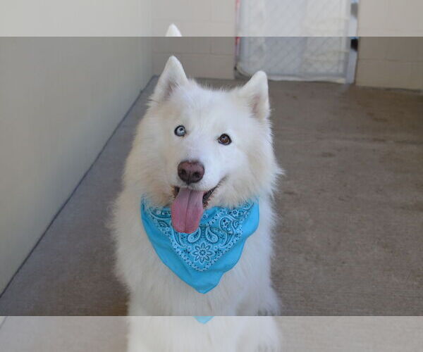 Medium Photo #2 Samoyed-Unknown Mix Puppy For Sale in McKinney, TX, USA