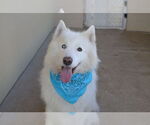 Small #1 Samoyed Mix