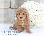 Small #2 Poodle (Miniature)
