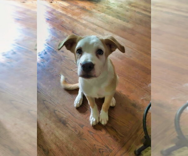 Medium Photo #31 Shepradors Puppy For Sale in Raleigh, NC, USA