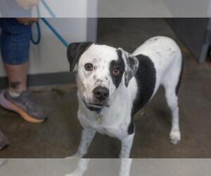 Border Collie-Unknown Mix Dogs for adoption in Mountain Home, AR, USA