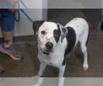 Small Border Collie Mix