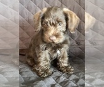 Small Photo #23 Schnauzer (Miniature) Puppy For Sale in CAPE CORAL, FL, USA