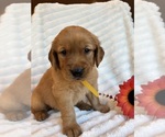 Puppy 8 Golden Retriever