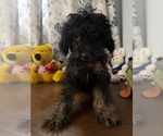 Yorkipoo puppie - Male Yorkipoo Puppy for Sale - Photo #22