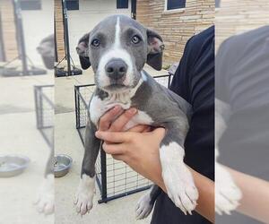 American Staffordshire Terrier-Unknown Mix Dogs for adoption in San Antonio, TX, USA