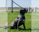 Small #6 German Shorthaired Pointer Mix