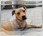 Small Photo #9 Mutt Puppy For Sale in New York, NY, USA