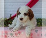Small Goldendoodle (Miniature)