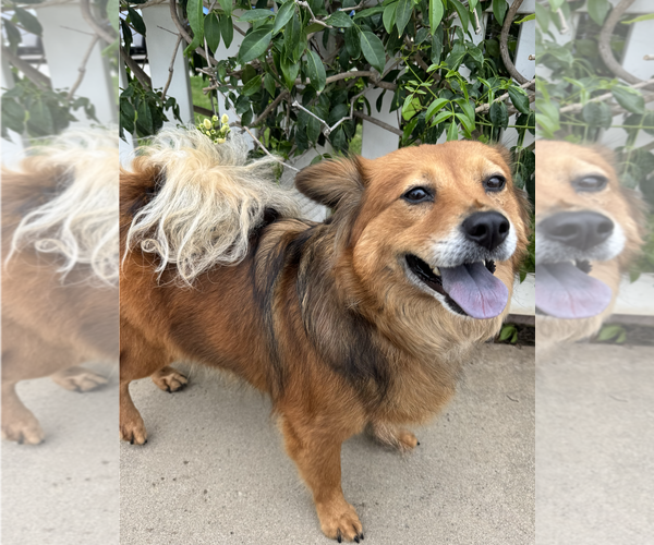 Medium Photo #3 Australian Shepherd-Unknown Mix Puppy For Sale in Newport Beach, CA, USA