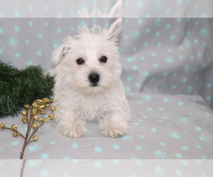 West Highland White Terrier Puppy for sale in SHILOH, OH, USA