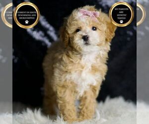 Maltipoo Puppy for sale in WARSAW, IN, USA