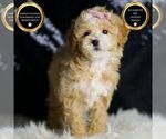 Small Maltipoo