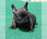 Small #7 French Bulldog