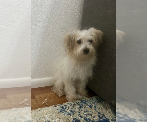Medium Photo #3 Maltipoo (Miniature) Puppy For Sale in Pacifica, CA, USA