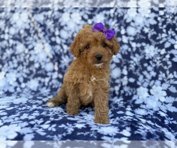Medium Photo #5 Cavapoo (Miniature) Puppy For Sale in LAKELAND, FL, USA