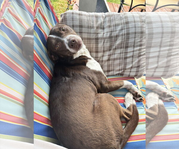 Medium Photo #2 American Staffordshire Terrier-Brittany Mix Puppy For Sale in McKinney, TX, USA