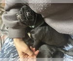 Small Photo #14 Frenchie Pug Puppy For Sale in BLOOMINGTON, IL, USA