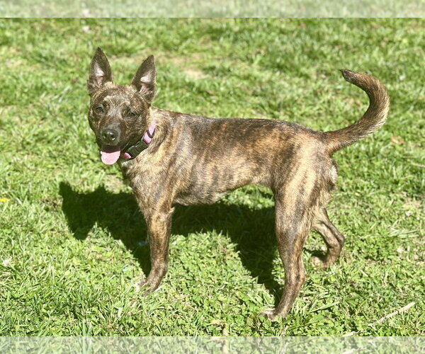 Medium Photo #11 Chihuahua-Feist Terrier Mix Puppy For Sale in Cookeville, TN, USA