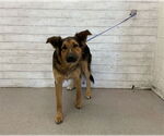 Small German Shepherd Dog