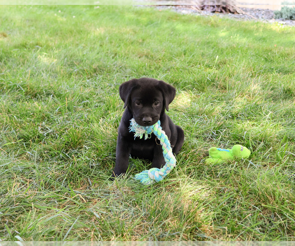 Medium Photo #2 Labrador Retriever Puppy For Sale in SYRACUSE, IN, USA