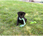 Small #1 Labrador Retriever